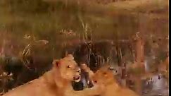 Botswana's Lions