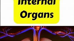 Human Body Internal Organs 3d animation |human anatomy structure and functions |#humanscience
