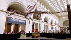 World's largest predatory dinosaur debuts in Chicago