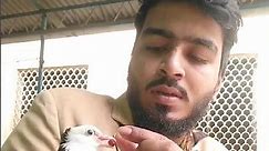 মিজু নিজে থেকে খাওয়া শিখতেছে #trainedbirds #kobutor #কবুতর