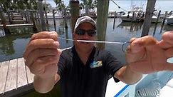 How to Bridle a Live Bait on to a Circle Hook