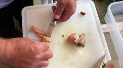 How to clean a quahog clam (also called butter clam or Martha Washington clam)