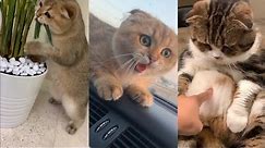 The CUTEST moments with SCOTTISH FOLD CATS (top 10 TikTok) #1