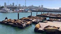 Sea Lions at Pier 39 | San Francisco, CA
