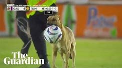 Mexican football match halted by pitch-invading dog that steals the ball