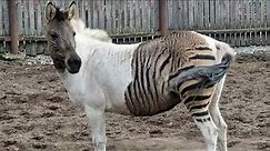 Zebra + Horse = Zorse | Zorse real sound