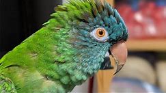 Conure Talking & Sounds | Blue Crown Conure Parrot Singing & Dancing