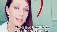 What is the corpus luteum?
