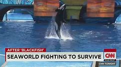 Should there still be a SeaWorld?