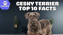 Cesky Terrier - Top 10 Facts | Dog Facts