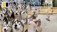 100 huskies escape from pet cafe in China