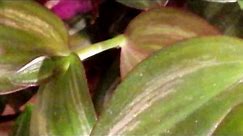 A SAD-LOOKING Tradescantia zebrina - (Spiderwort or Wandering Jew)
