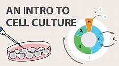 1) Cell Culture Tutorial - An Introduction
