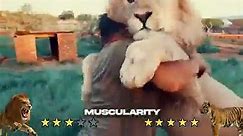 Lion VS Tiger Real Fight - Tough Creatures - video Dailymotion