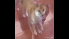 CAN YOU HANDLE crazy dog dancing to MEME song 10 hour version