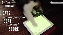 Cats vs iPads These Cats Will Beat Your High Score   The Dodo