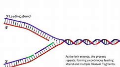 DNA Replication: The Process Simplified