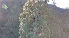 World's Tallest Non-indigenous Giant Sequoia Tree, 214 foot Sequoiadendron giganteum