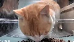 cat eating then looking at the camera meme but without the brainrot ahh audio