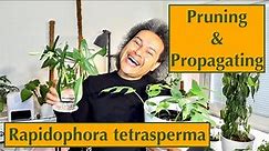 Pruning & Propagating - Raphidophora tetrasperma (Mini Monstera)
