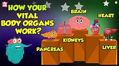 How Your Vital Organs Work? | Systems of The Human Body | The Dr Binocs Show | Peekaboo Kidz - video Dailymotion