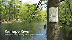 Ramapo River Trout