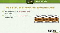 The Plasma Membrane - A view of the cell