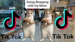 Cat Meme Tiktok Compilation 😼