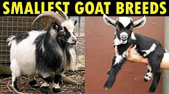 Small Goat Breeds for Farming | Best Dwarf Goat Breeds for Milk and Meat | Pet goat Breeds