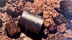 Missing radioactive capsule is found in the Australian outback