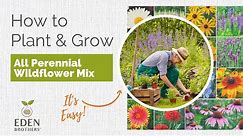 Tips for Growing All Perennial Wildflower Mix