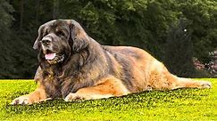 10 Biggest Dogs in the World