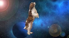 Apollo The Dog Travels Through Space & Time - Shooting Stars Meme