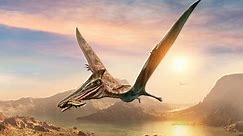 Discover The Names Of The Top 10 Most Common Flying Dinosaurs