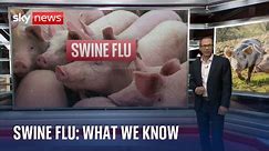 Swine flu: What we know about A(H1N2)v - the new strain found in person in UK