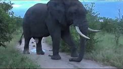 April 14, 2017- Very Large Elephant Bull in full Musth with James Hendry