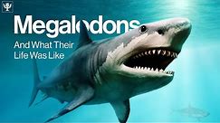 What Was Megalodon's Life Like? | Encyclopaedia Britannica