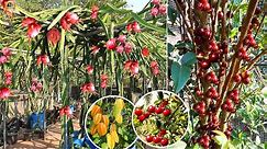 മലപ്പുറത്തെ ആ ഗംഭീര പഴ തോട്ടത്തിൽ!Exotic Fruit plant nursery, Malappuram kerala | Abiyu | Jaboticaba
