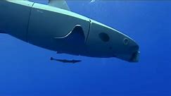 Can Roboshark Fool the Reef Sharks? | BBC Earth