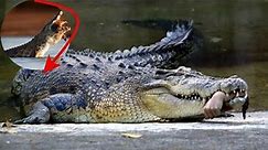 the deadliest crocodile in history