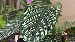 Kalatea - rośliny oczyszczające powietrze. Jak uprawiać kalateę?