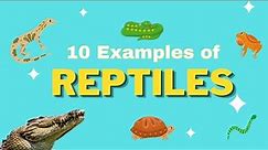 10 EXAMPLES OF REPTILES | Reptiles Animals | What is a Reptile?