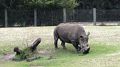 Florida zookeeper injured by rhino