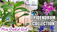 My Epidendrum Orchids collection