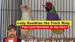 Exotic Finch Gouldian New pairings at my bird Farm | Finches | Gouldian