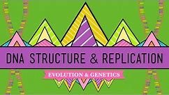 DNA Structure and Replication: Crash Course Biology #10
