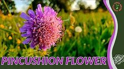 PINCUSHION FLOWER Information and Growing Tips! (Scabiosa columbaria)