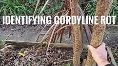 How to identify if your Cordyline stem and crown have irreversible cold damage.