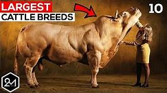 Top 10 Biggest Cattle Breeds In The World - Biggest Cows & Bulls!
