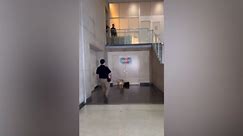 TSA screening canine Messi enjoys retirement surprise at Reagan National Airport